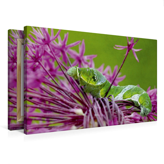 Premium Textil-Leinwand Kleine Raupe Nimmersatt