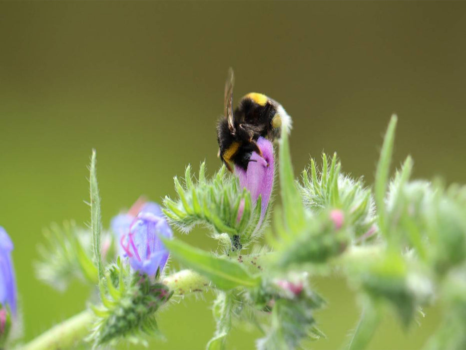 Fleißiges Bienchen in der Natur - CALVENDO Foto-Puzzle'