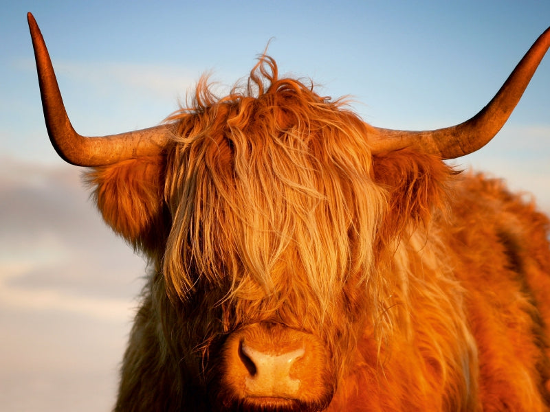 Schottisches Hochland Rind, Highland Cattle 1000 Teile Puzzle quer - CALVENDO Foto-Puzzle'