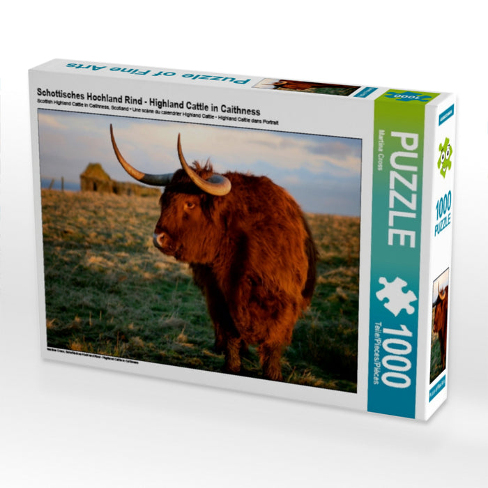 Schottisches Hochland Rind - Highland Cattle in Caithness 1000 Teile Puzzle quer - CALVENDO Foto-Puzzle'