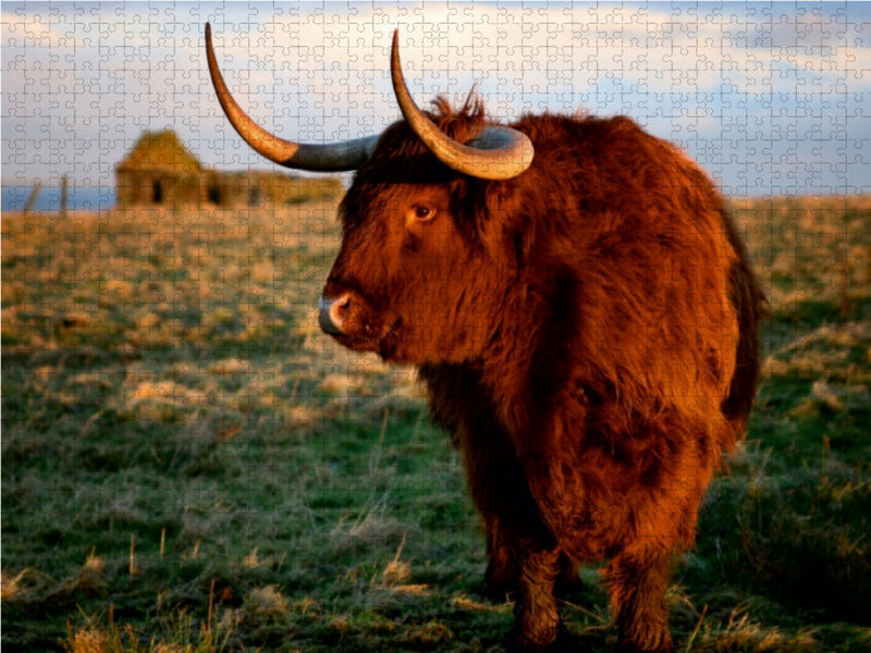Schottisches Hochland Rind - Highland Cattle in Caithness 1000 Teile Puzzle quer - CALVENDO Foto-Puzzle'
