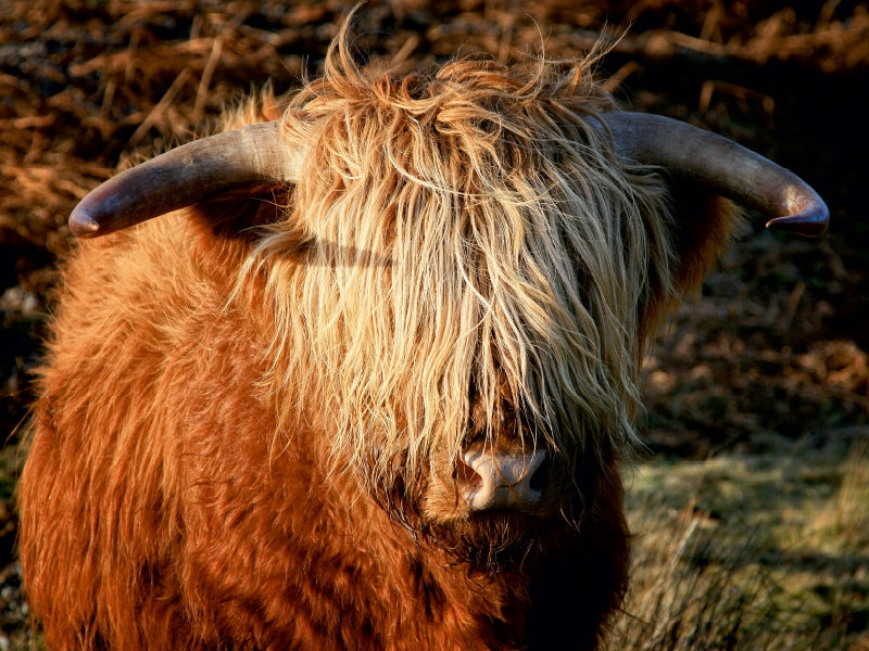 Schottisches Hochland Rind - Highland Cattle 1000 Teile Puzzle quer - CALVENDO Foto-Puzzle'