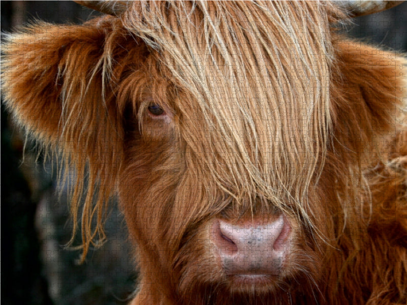 Schottisches Hochland Rind, Highland Cattle 1000 Teile Puzzle quer - CALVENDO Foto-Puzzle'