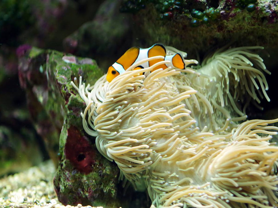 Anemonenfisch, Clownfisch (Amphiprion) - CALVENDO Foto-Puzzle'