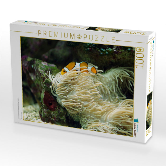Anemonenfisch, Clownfisch (Amphiprion) - CALVENDO Foto-Puzzle'