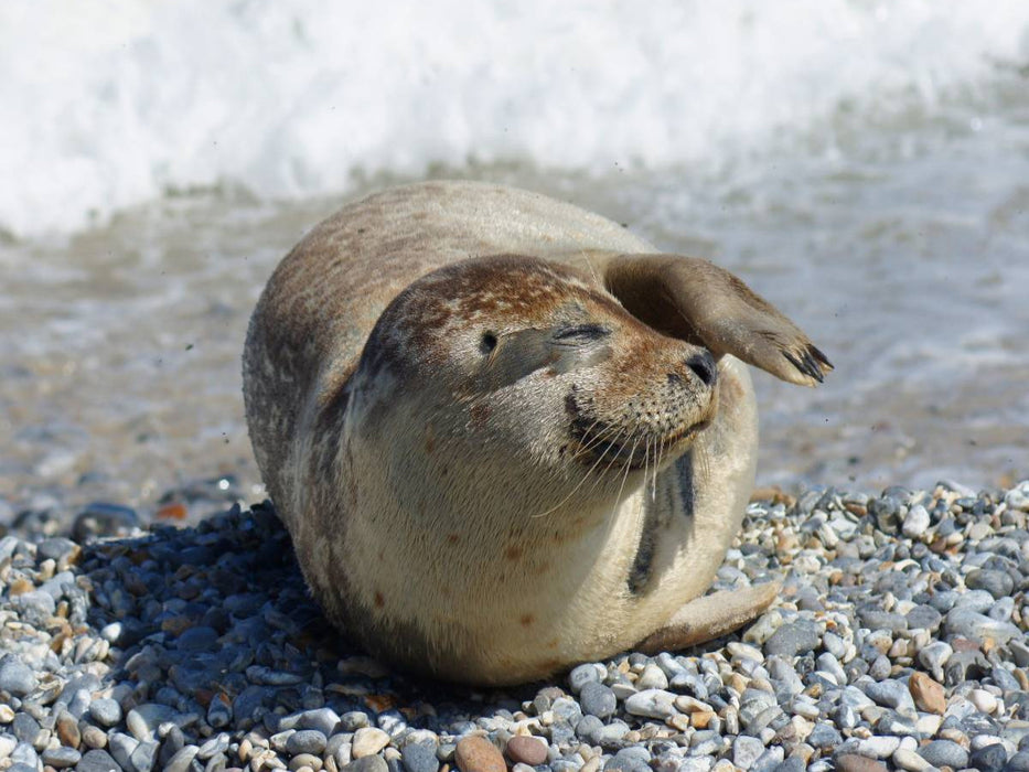 Robben Gruß von der Nordseeküste - CALVENDO Foto-Puzzle'