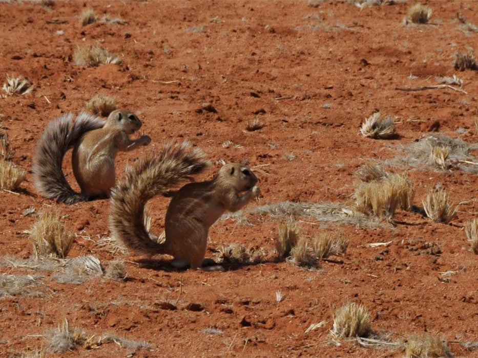 Erdhörnchen - CALVENDO Foto-Puzzle'