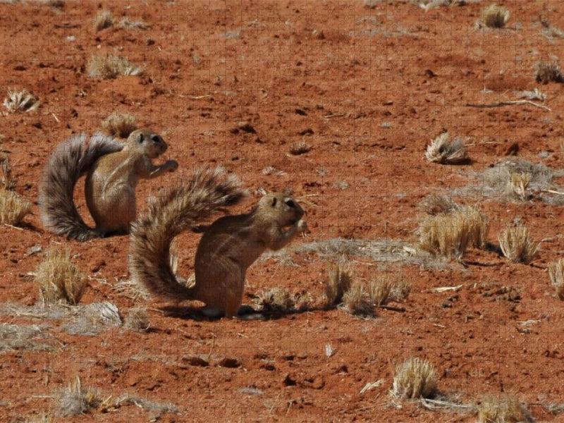 Erdhörnchen - CALVENDO Foto-Puzzle'