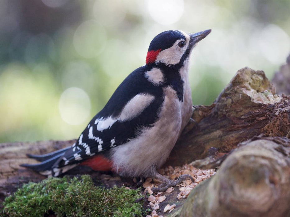 Buntspecht auf Futtersuche - CALVENDO Foto-Puzzle'