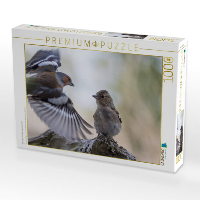 Ein junger Buchfink wartet auf Futter - CALVENDO Foto-Puzzle'