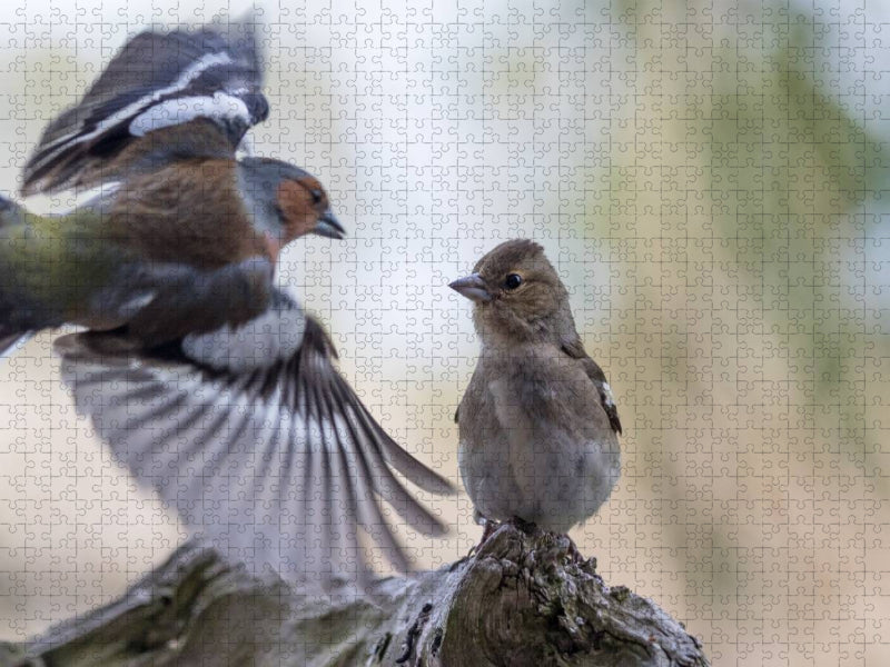 Ein junger Buchfink wartet auf Futter - CALVENDO Foto-Puzzle'