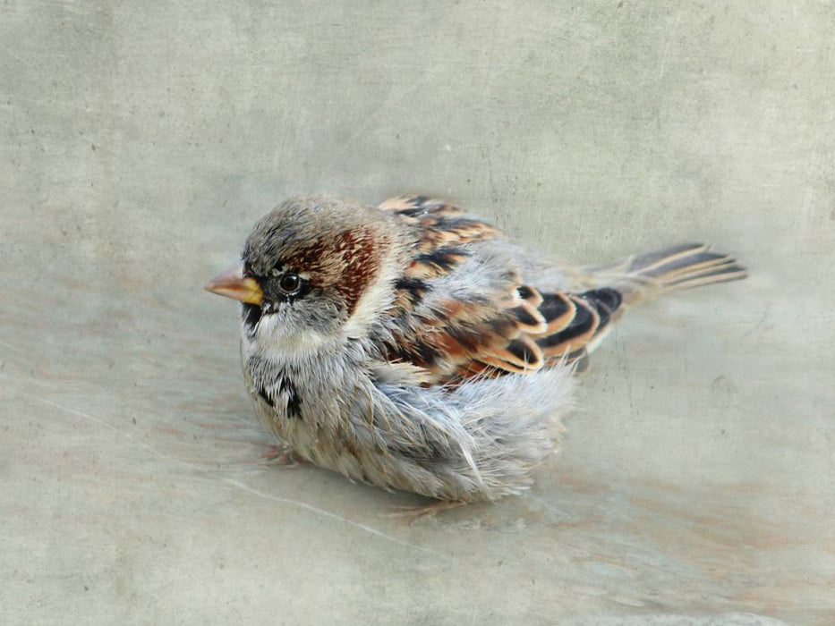 Puscheliger Spatz - CALVENDO Foto-Puzzle'