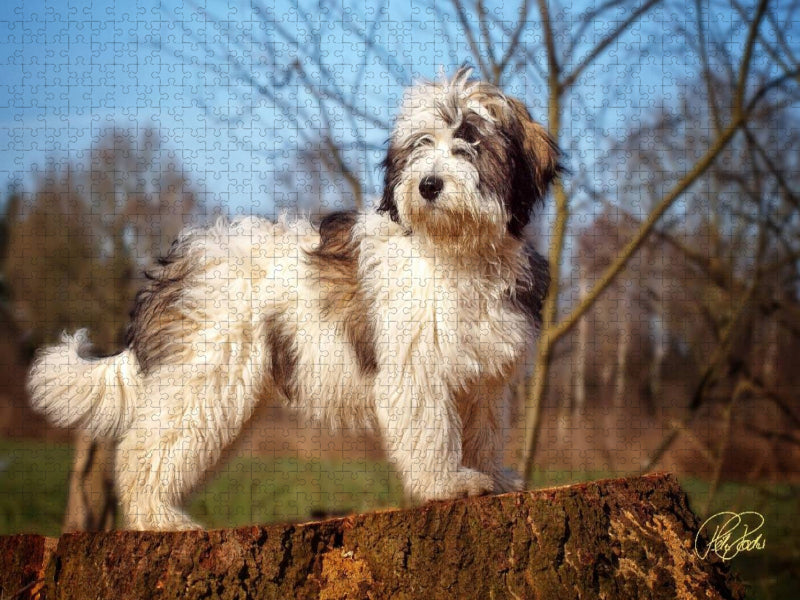 Der PON - CALVENDO Foto-Puzzle'