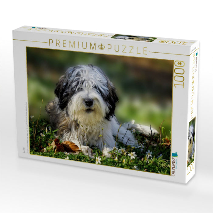 Der PON - CALVENDO Foto-Puzzle'