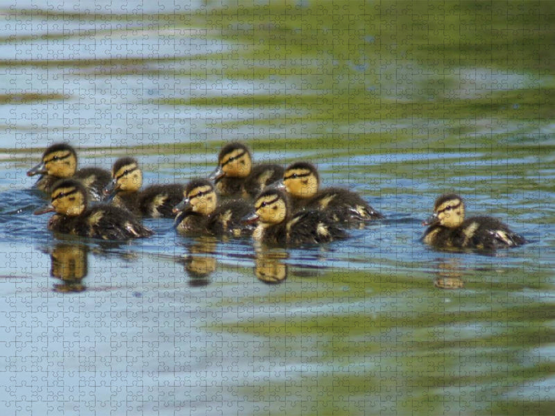 Stockenten Küken - CALVENDO Foto-Puzzle'