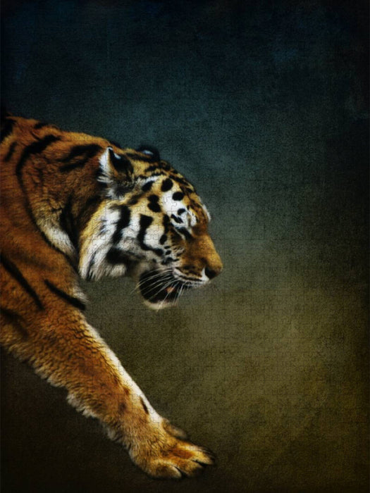 Tiger - CALVENDO Foto-Puzzle'