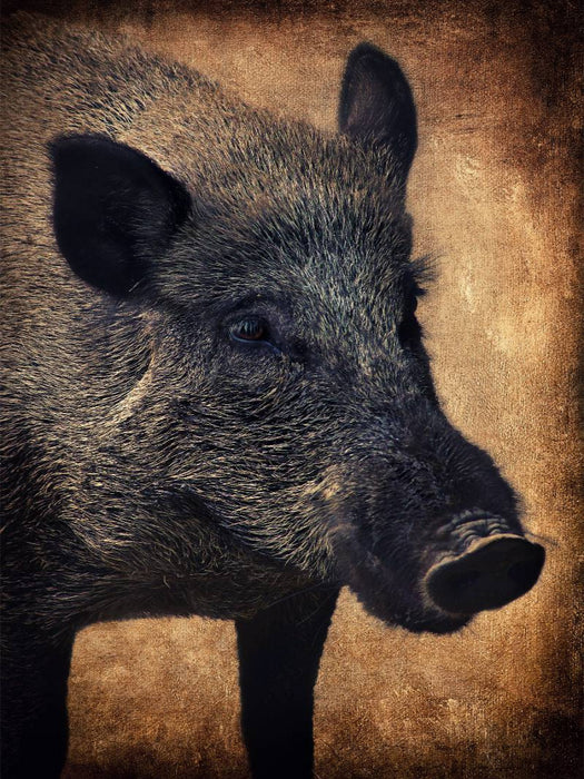 Wildschwein - CALVENDO Foto-Puzzle'