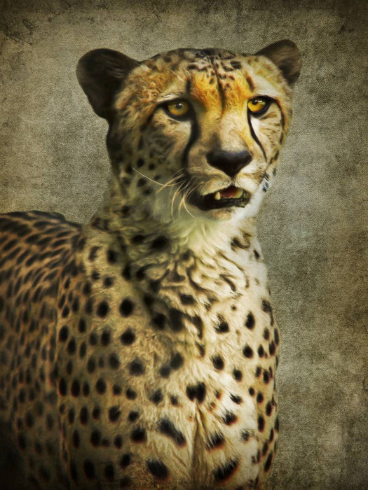 Gepard - CALVENDO Foto-Puzzle'