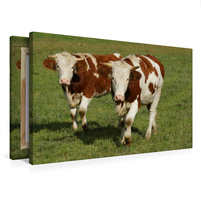 Premium Textil-Leinwand Rinder Freunde
