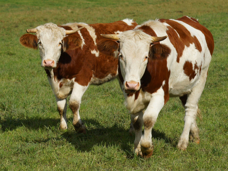 Cattle Friends - CALVENDO photo puzzle 