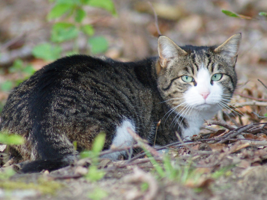 Hauskatze am Waldrand 1000 Teile Puzzle quer - CALVENDO Foto-Puzzle'