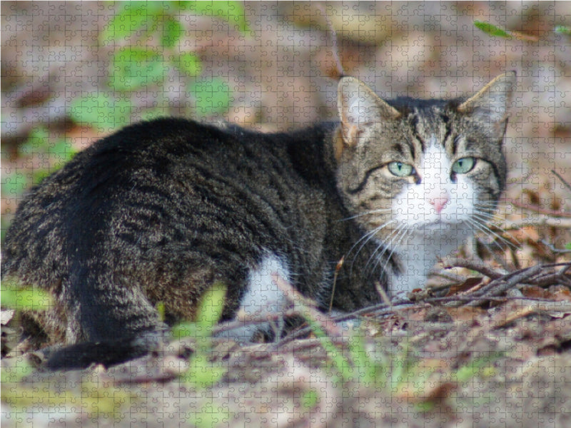 Hauskatze am Waldrand 1000 Teile Puzzle quer - CALVENDO Foto-Puzzle'
