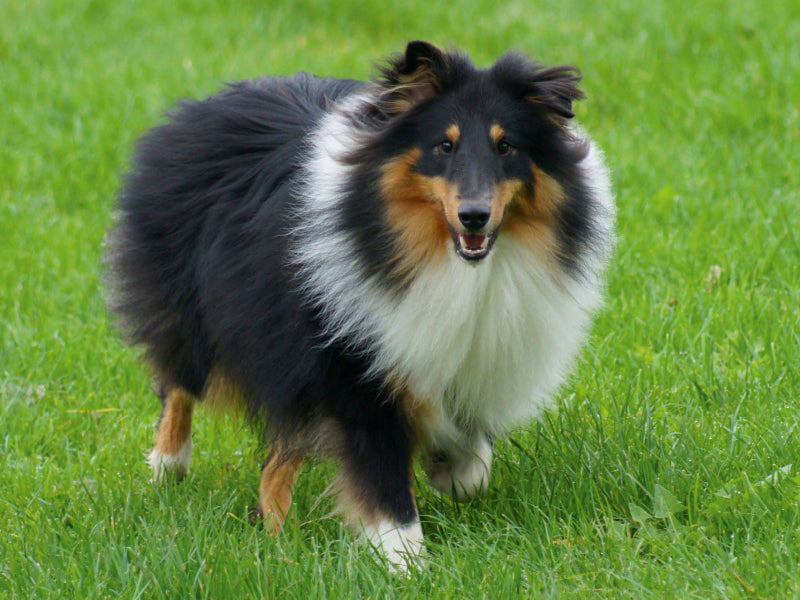 Langhaar Collie auf der Wiese 1000 Teile Puzzle quer - CALVENDO Foto-Puzzle'