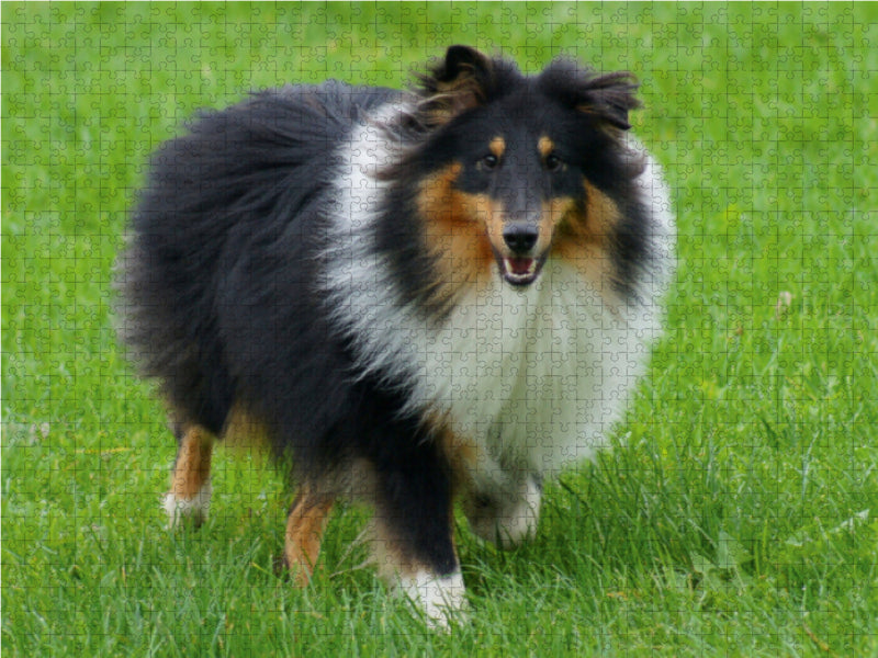 Langhaar Collie auf der Wiese 1000 Teile Puzzle quer - CALVENDO Foto-Puzzle'
