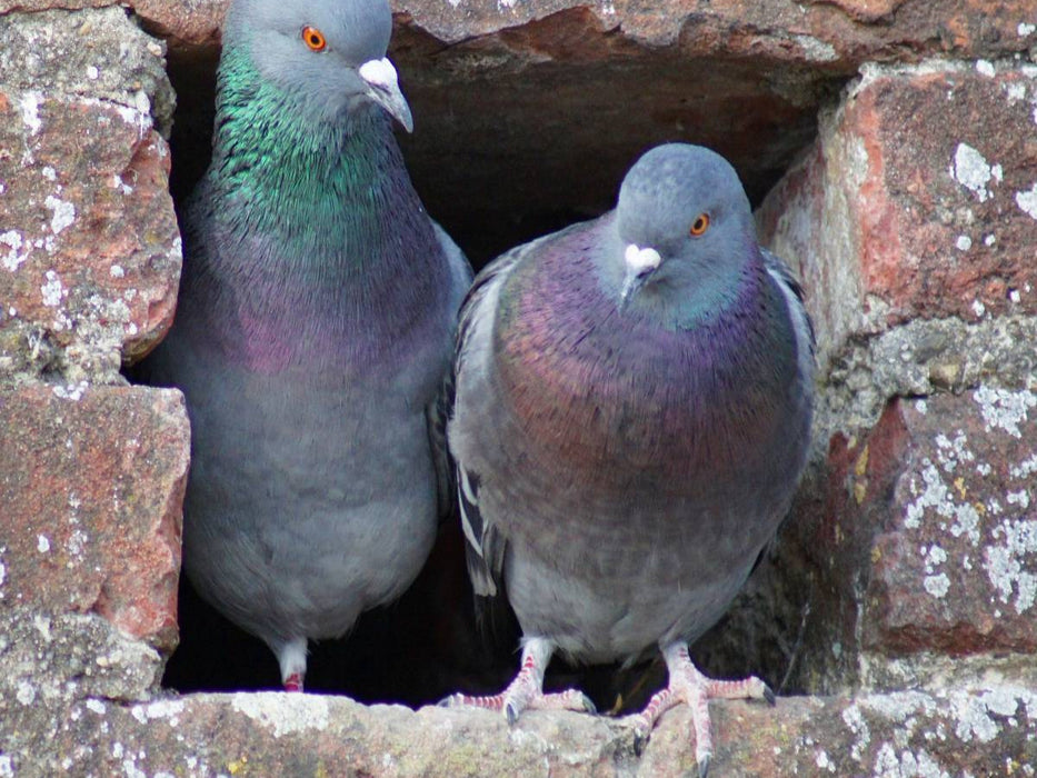 Tauben Päarchen - CALVENDO Foto-Puzzle'