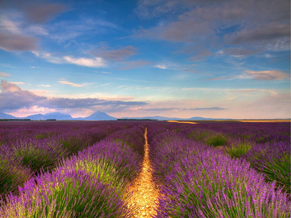 Lavendelfelder auf dem Valensole Plateau - CALVENDO Foto-Puzzle'