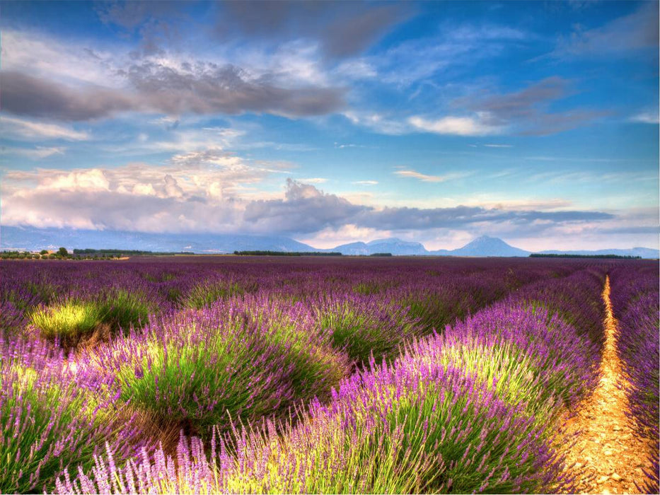 Lavendelfelder auf dem Valensole Plateau im Sommer - CALVENDO Foto-Puzzle'
