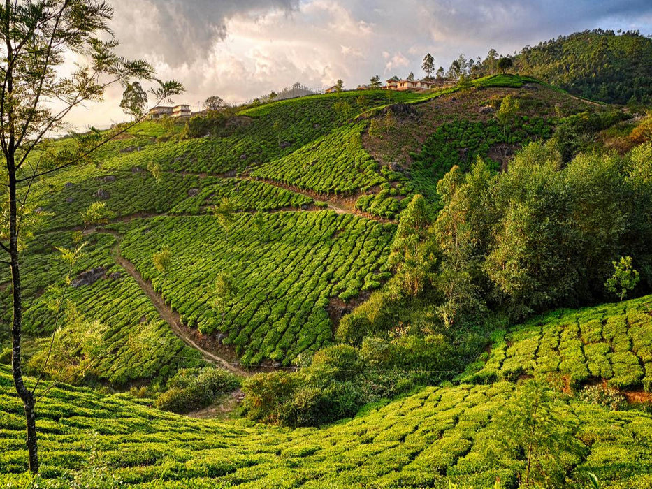 Teeplantage, Munnar, Kerala - CALVENDO Foto-Puzzle'