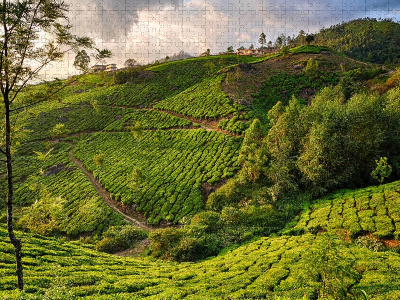 Teeplantage, Munnar, Kerala - CALVENDO Foto-Puzzle'