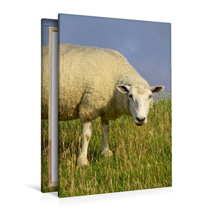 Premium Textil-Leinwand Das Schaf