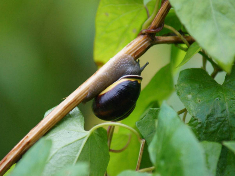 Schnecke on Tour - CALVENDO Foto-Puzzle'