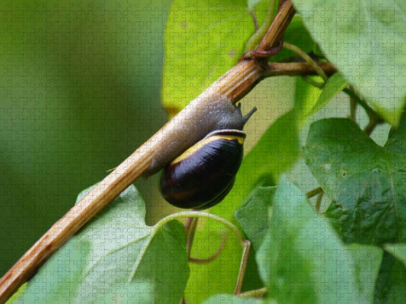 Schnecke on Tour - CALVENDO Foto-Puzzle'