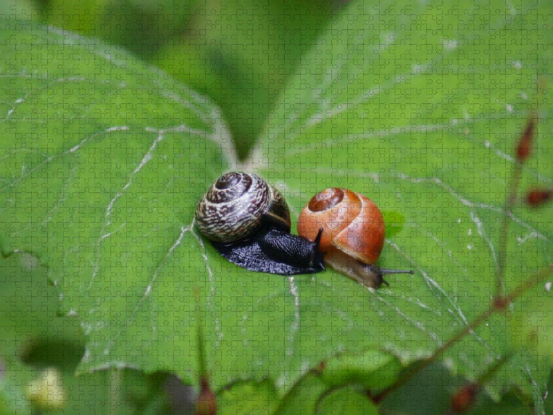 Schnecken Liebe - CALVENDO Foto-Puzzle'