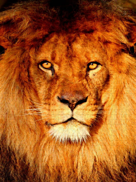 Löwenportrait - CALVENDO Foto-Puzzle'