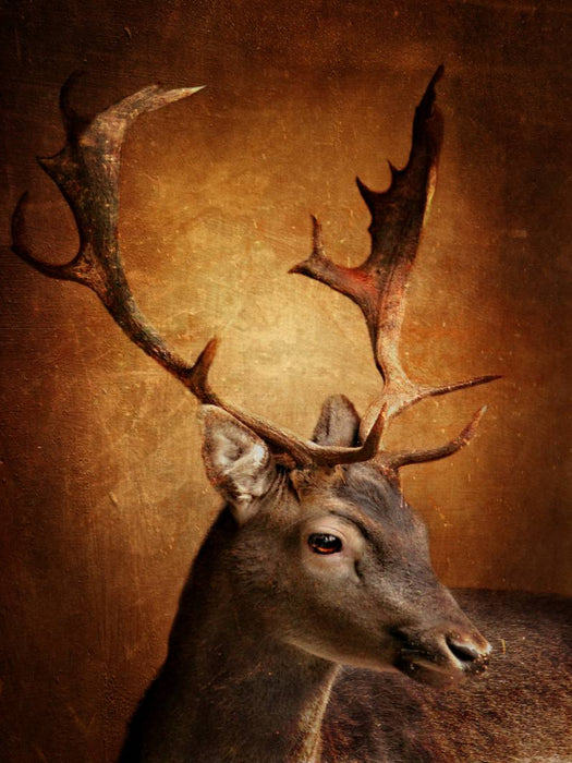 Der Hirsch mit dem goldenen Geweih - CALVENDO Foto-Puzzle'