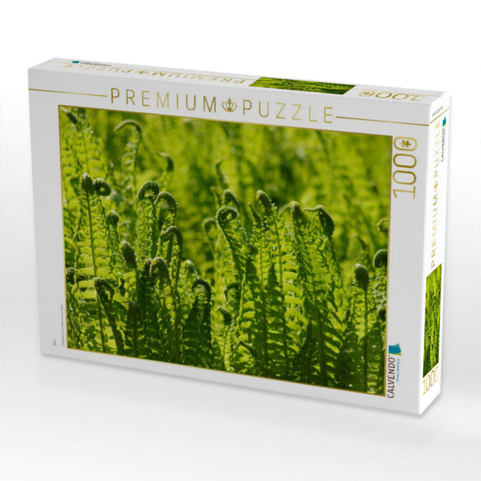 Farn - CALVENDO Foto-Puzzle'