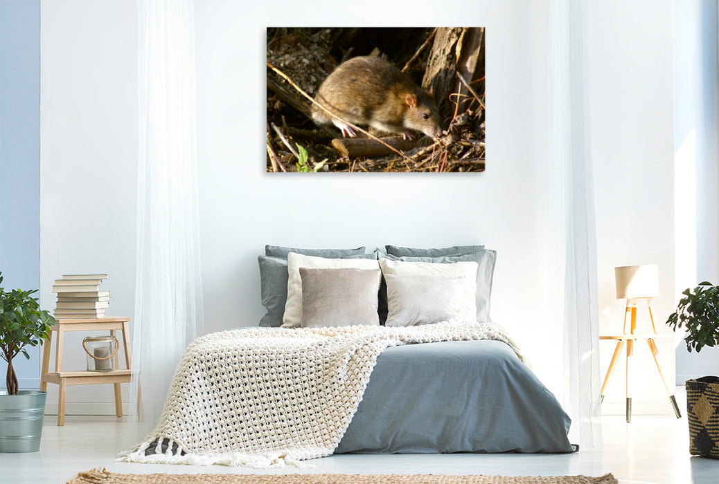 Premium Textil-Leinwand Premium Textil-Leinwand 120 cm x 80 cm quer Wanderratte (Rattus norvegicus)