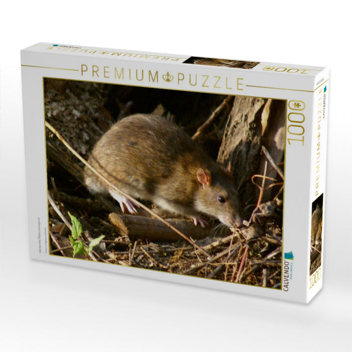 Wanderratte (Rattus norvegicus) - CALVENDO Foto-Puzzle'