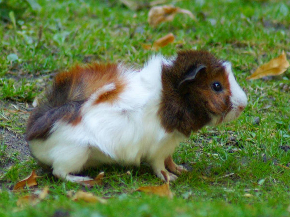 Rosettenmeerschweinchen Baby - CALVENDO Foto-Puzzle'