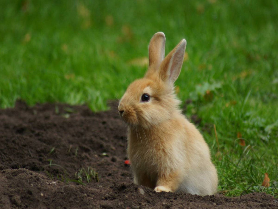 Braunes Zwergkaninchen - CALVENDO Foto-Puzzle'