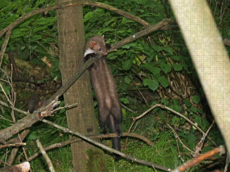 Die Neugierde siegt - CALVENDO Foto-Puzzle'
