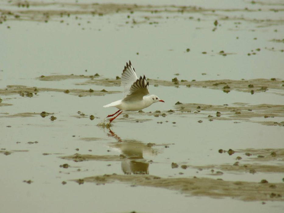 Möwe übern Wattenmeer - CALVENDO Foto-Puzzle'