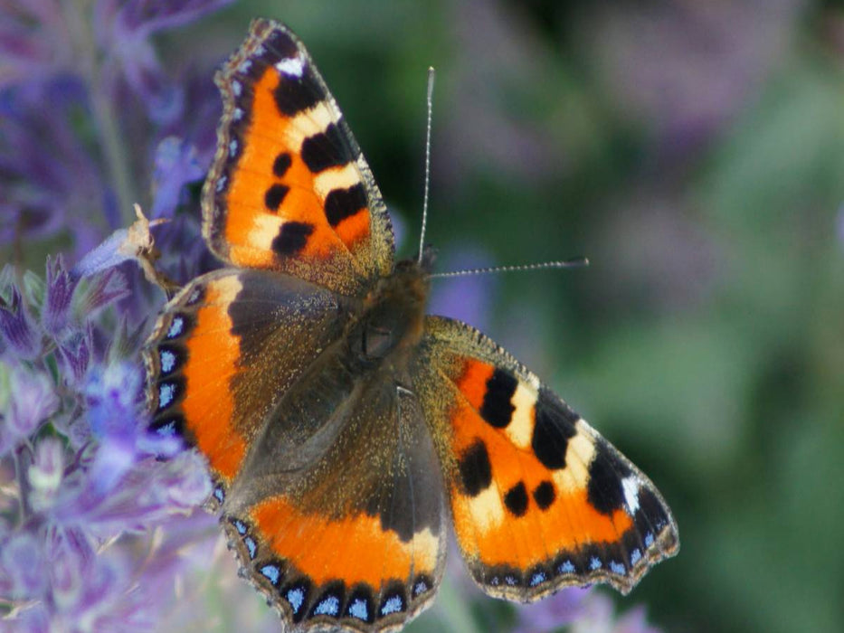 Kleiner Fuchs (Aglais urticae) - CALVENDO Foto-Puzzle'