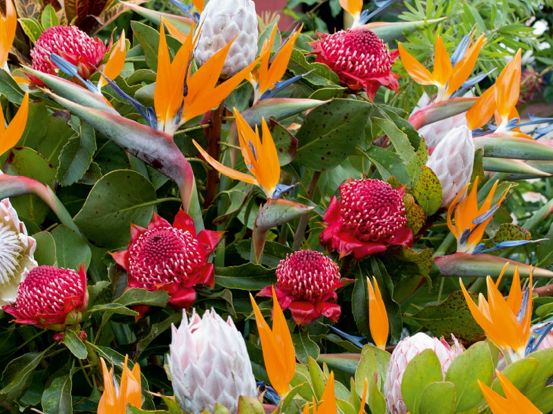 Bird of paradise flowers - sugar bushes (Protea) - CALVENDO photo puzzle 