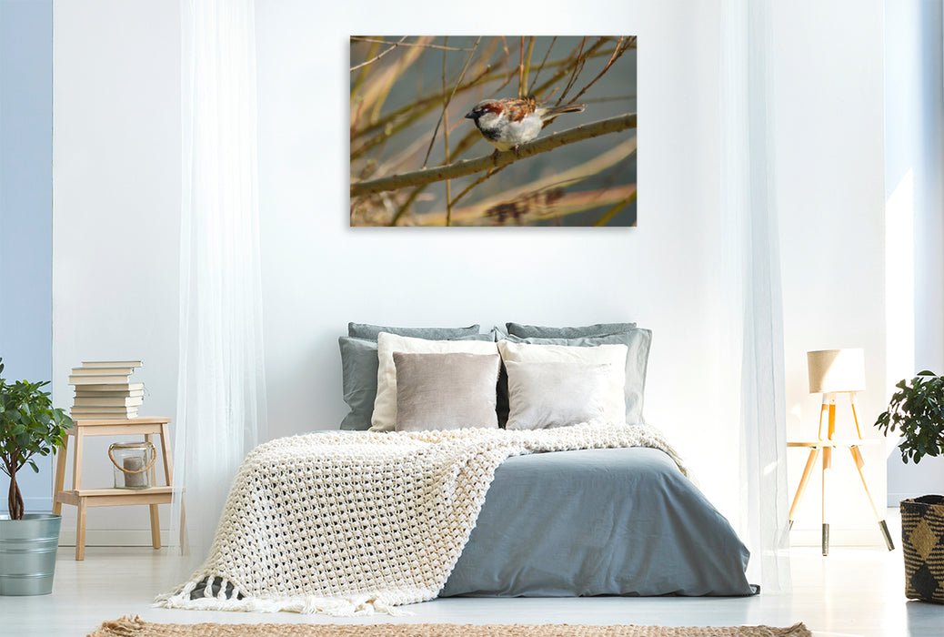 Premium textile canvas Premium textile canvas 120 cm x 80 cm across Naughty Sparrow 