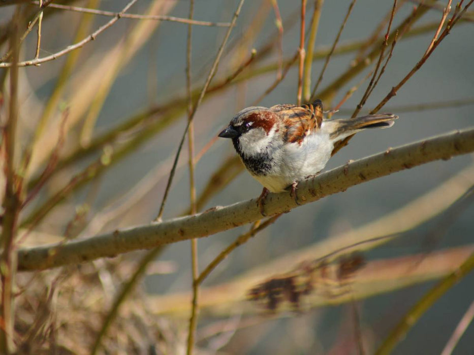 Frecher Spatz - CALVENDO Foto-Puzzle'